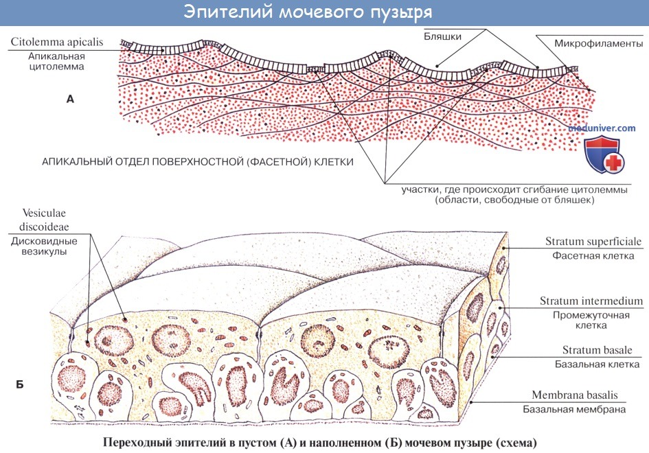 Анатомия: Мочевой пузырь. Стенки мочевого пузыря