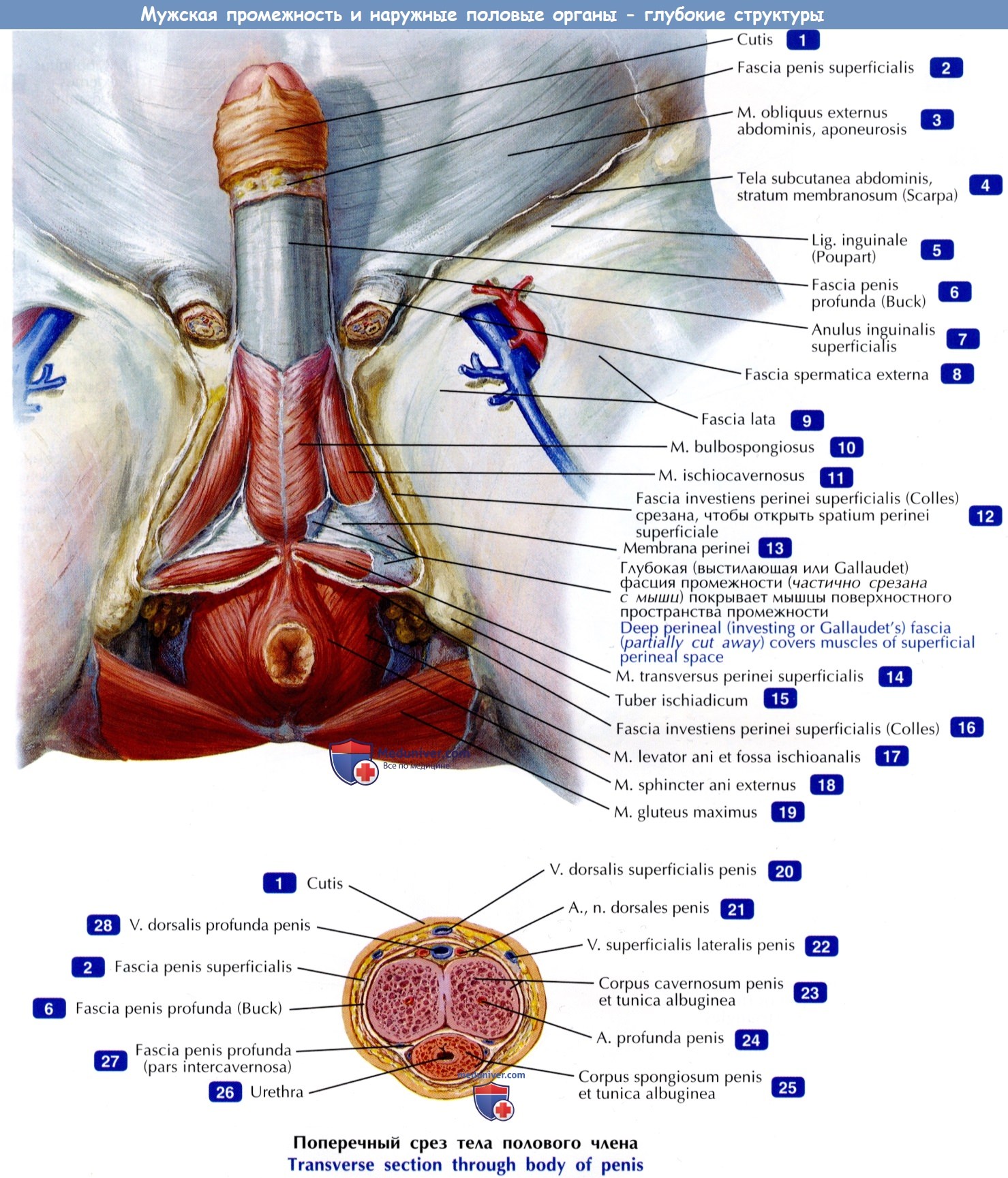 Стоковые фотографии по запросу Промежность анатомия