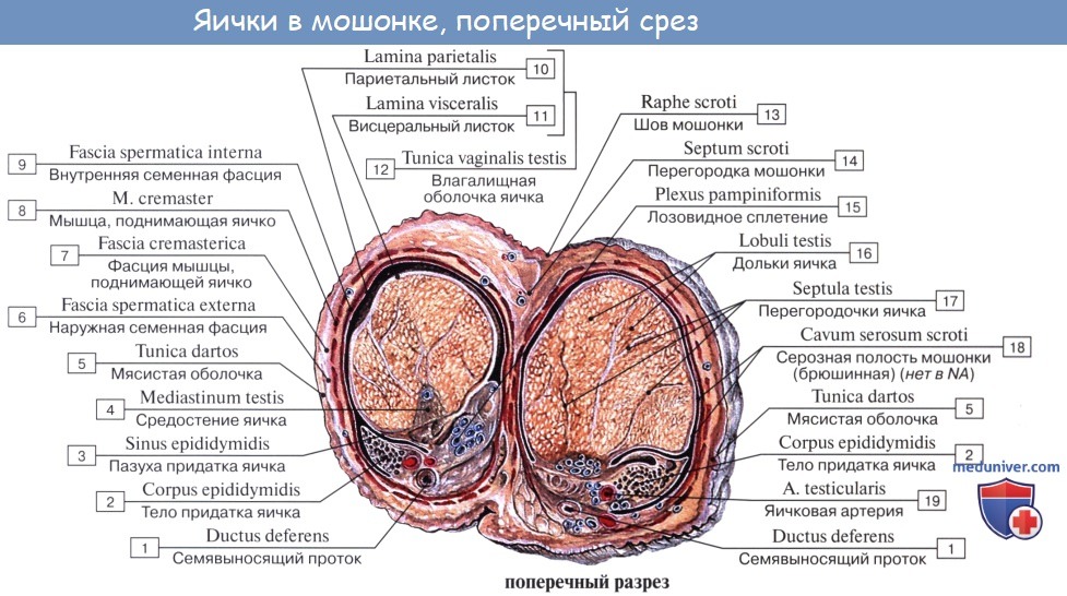 Анатомия яичка