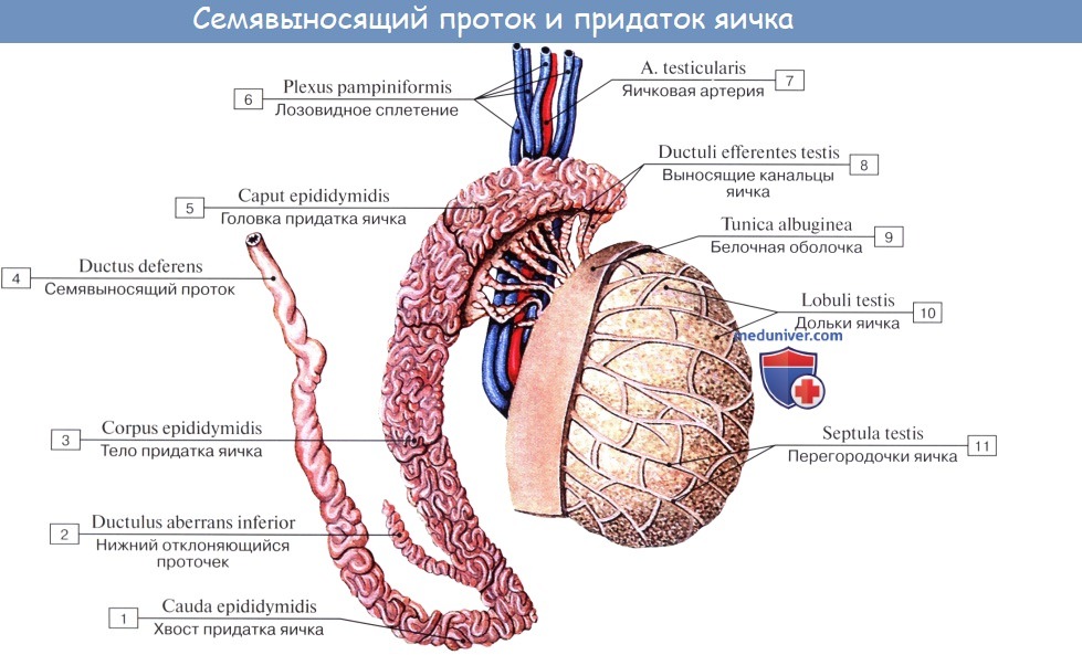Анатомия: Семявыносящий проток, ductus deferens