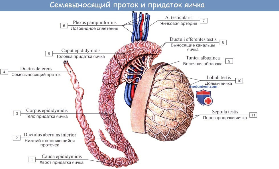 :  , ductus deferens