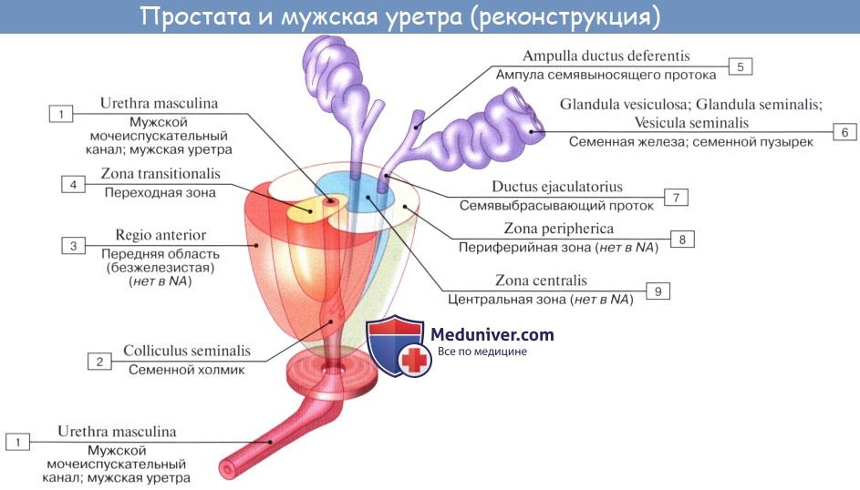 Семенные пузырьки, vesiculae seminales