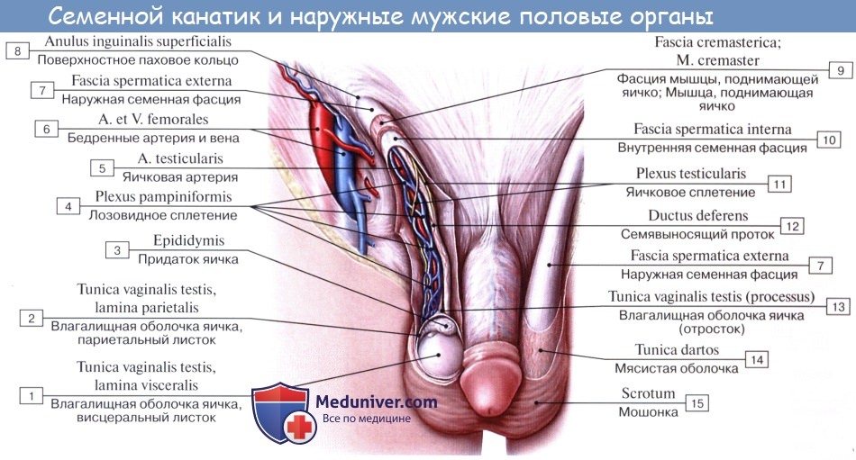Анатомия: Семенной канатик. Опускание яичка