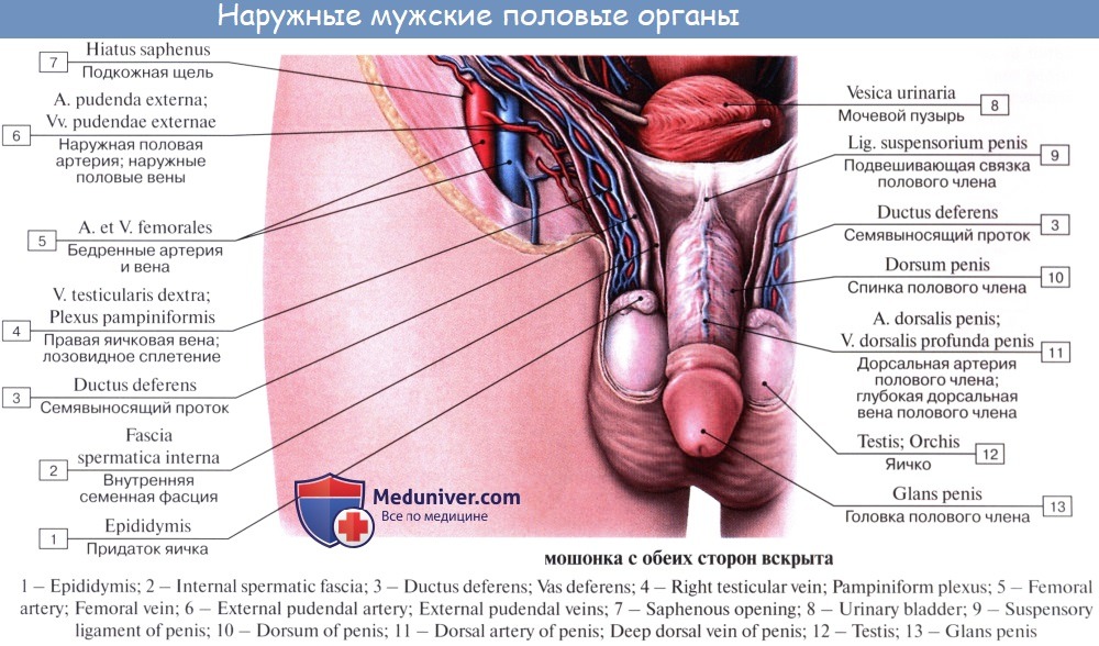 Мужской половой член - читайте бесплатно в онлайн энциклопедии «optnp.ru»