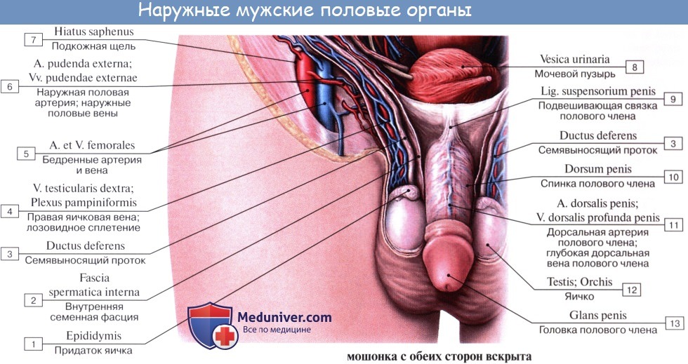 Анатомия: Семенной канатик. Опускание яичка