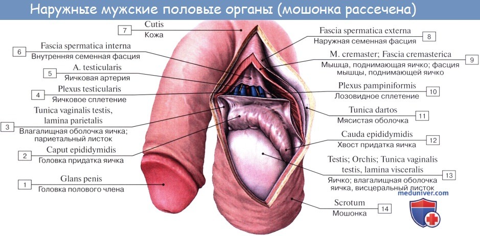 Анатомия: Оболочки яичка и семенного канатика
