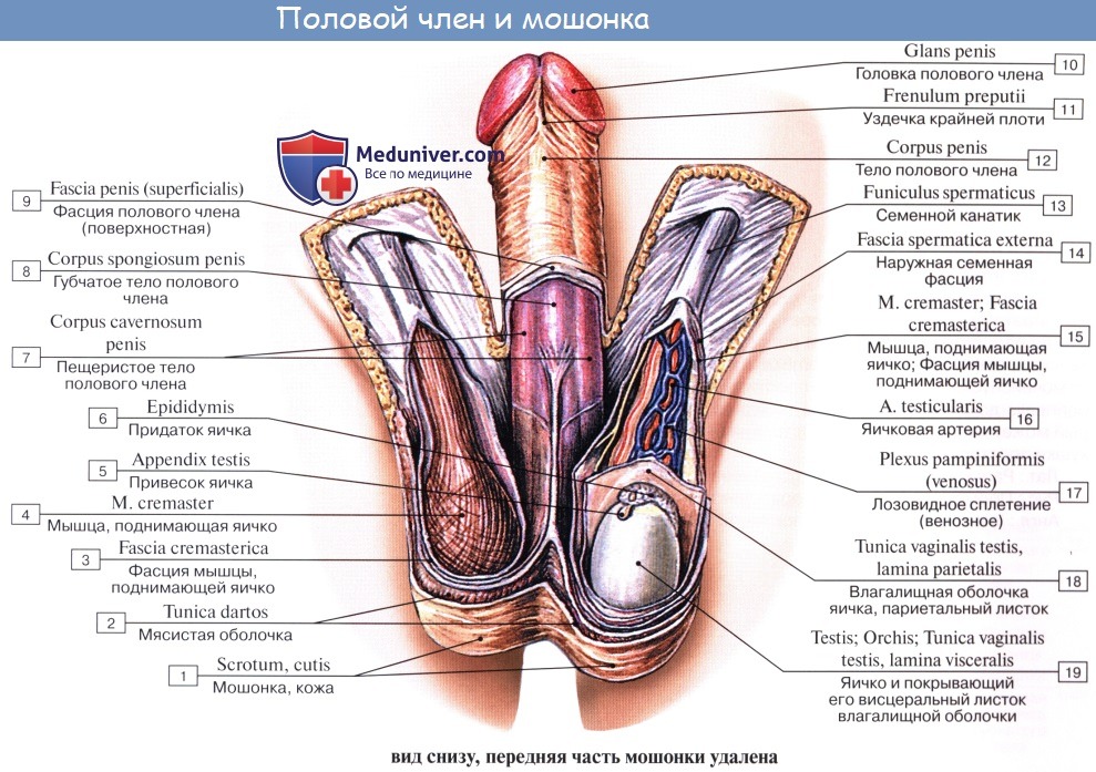 Анатомия: Оболочки яичка и семенного канатика