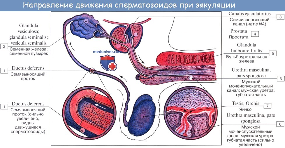 Анатомия: Мужской мочеиспускательный канал (мужская уретра)
