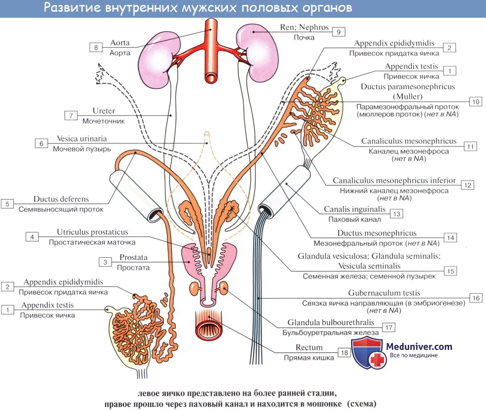 Развитие мочевых и половых (мочеполовых) органов