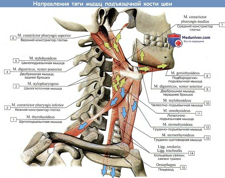 Анатомия: Направления тяги мышц подъзычной кости