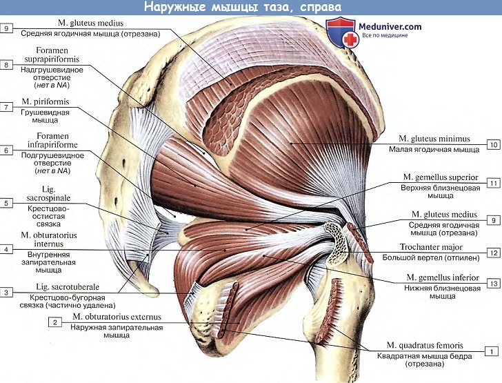 Анатомия: Наружные мышцы таза