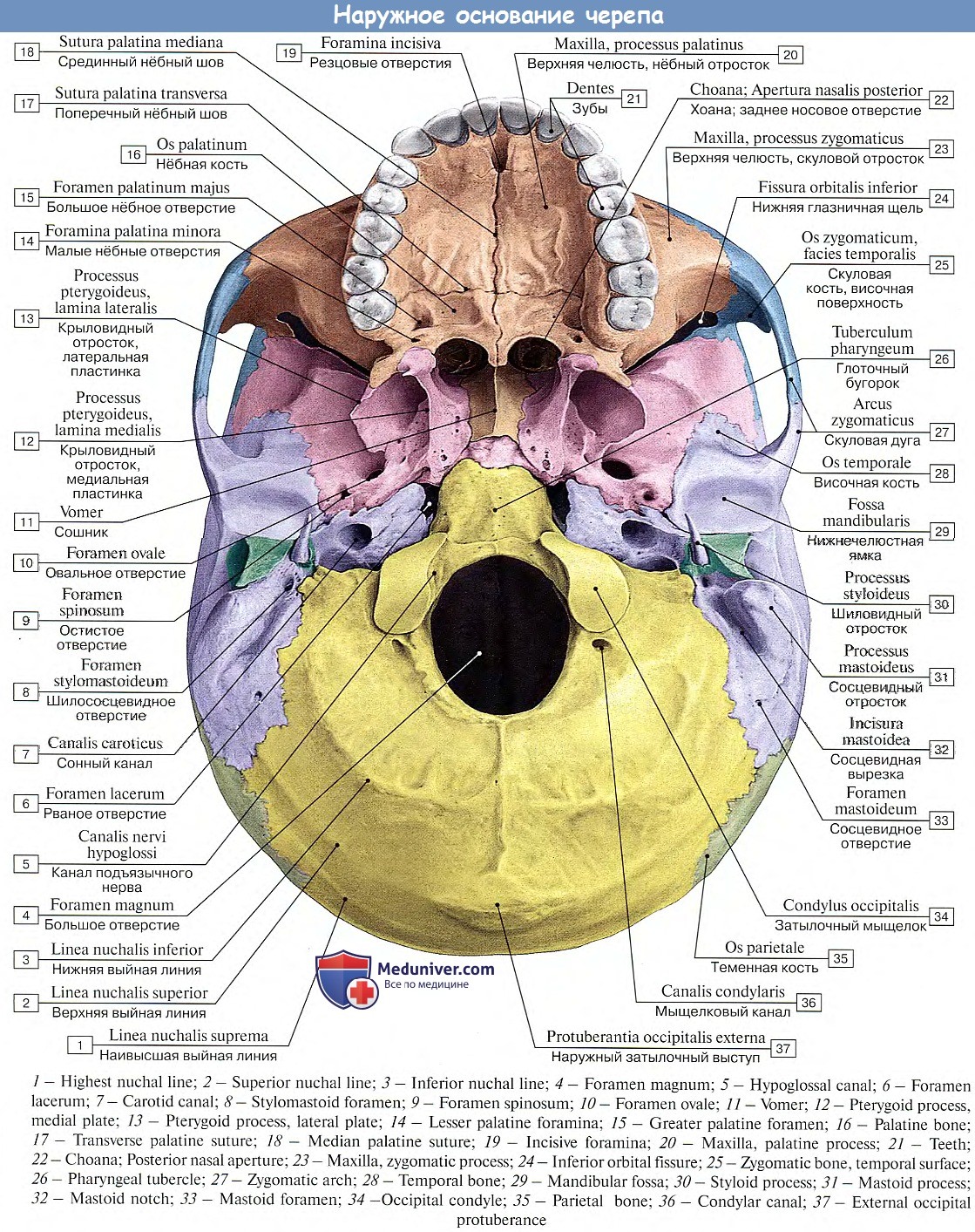 Мозговое основание черепа. Внутренне основание черепа топографическая анатомия. Отверстия Нижнего основания черепа. Внутреннее основание черепа медунивер. Наружное основание черепа топографическая анатомия.