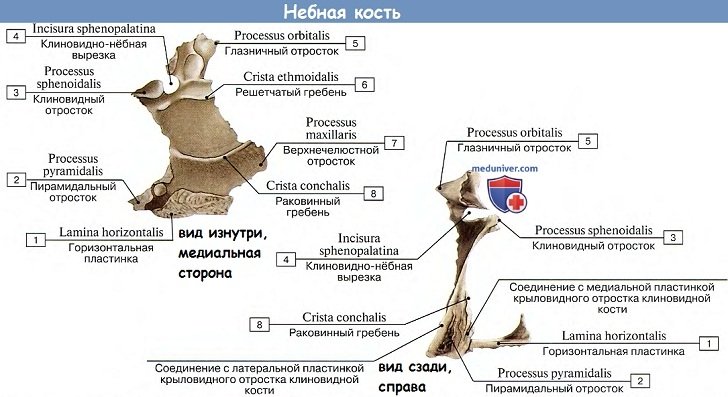 Анатомия: Небная кость.