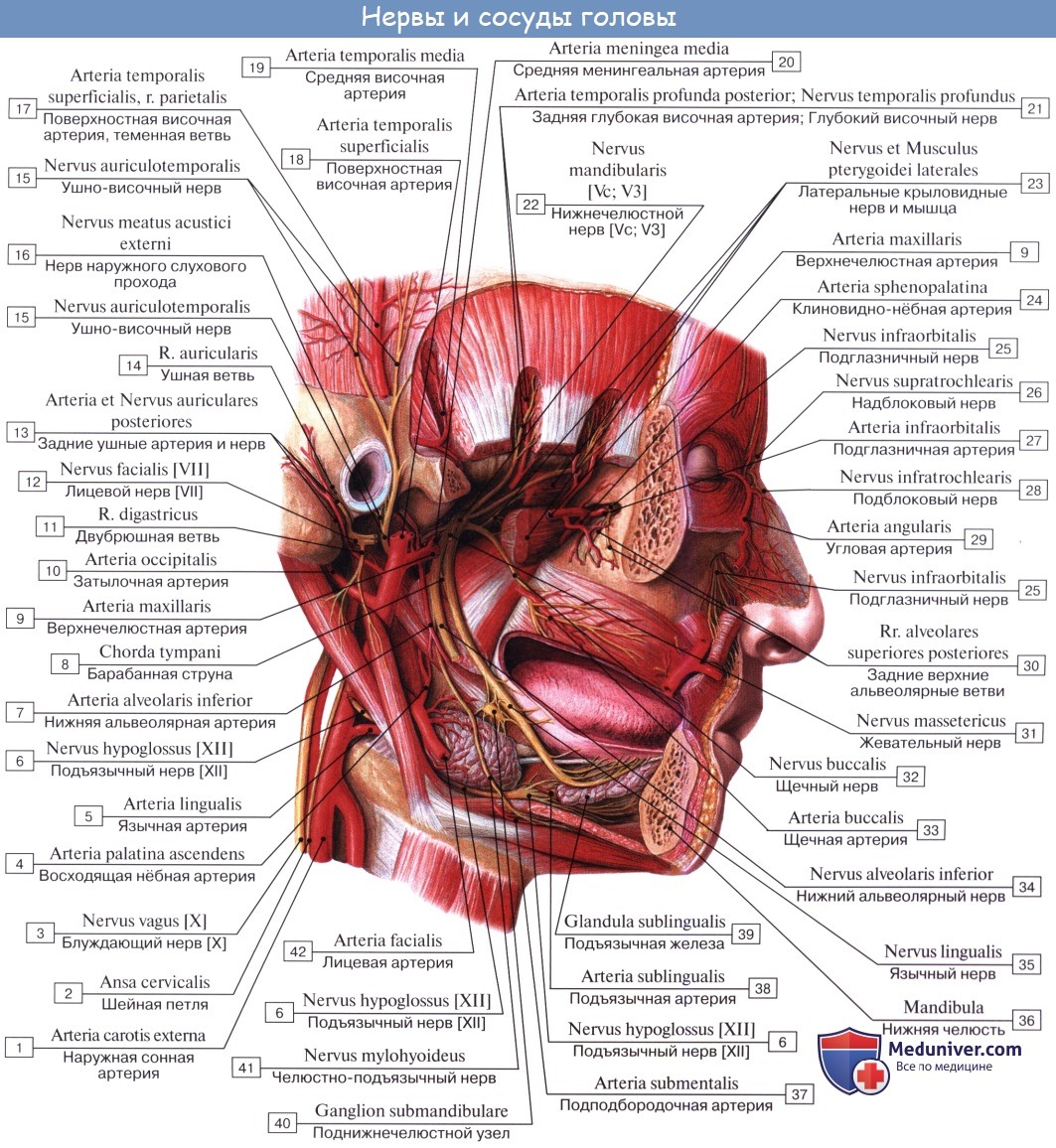 Анатомия: Язык. Строение языка. Мышцы языка. Иннервация, кровоснобжение языка