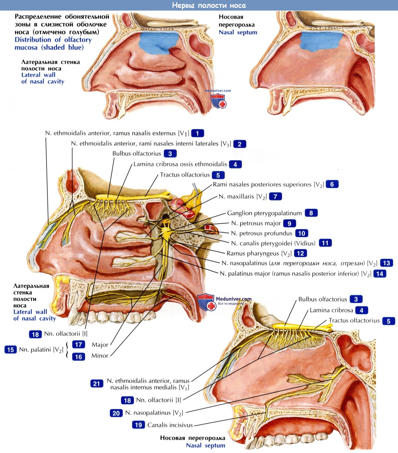 Нервы полости носа - по атласу анатомии