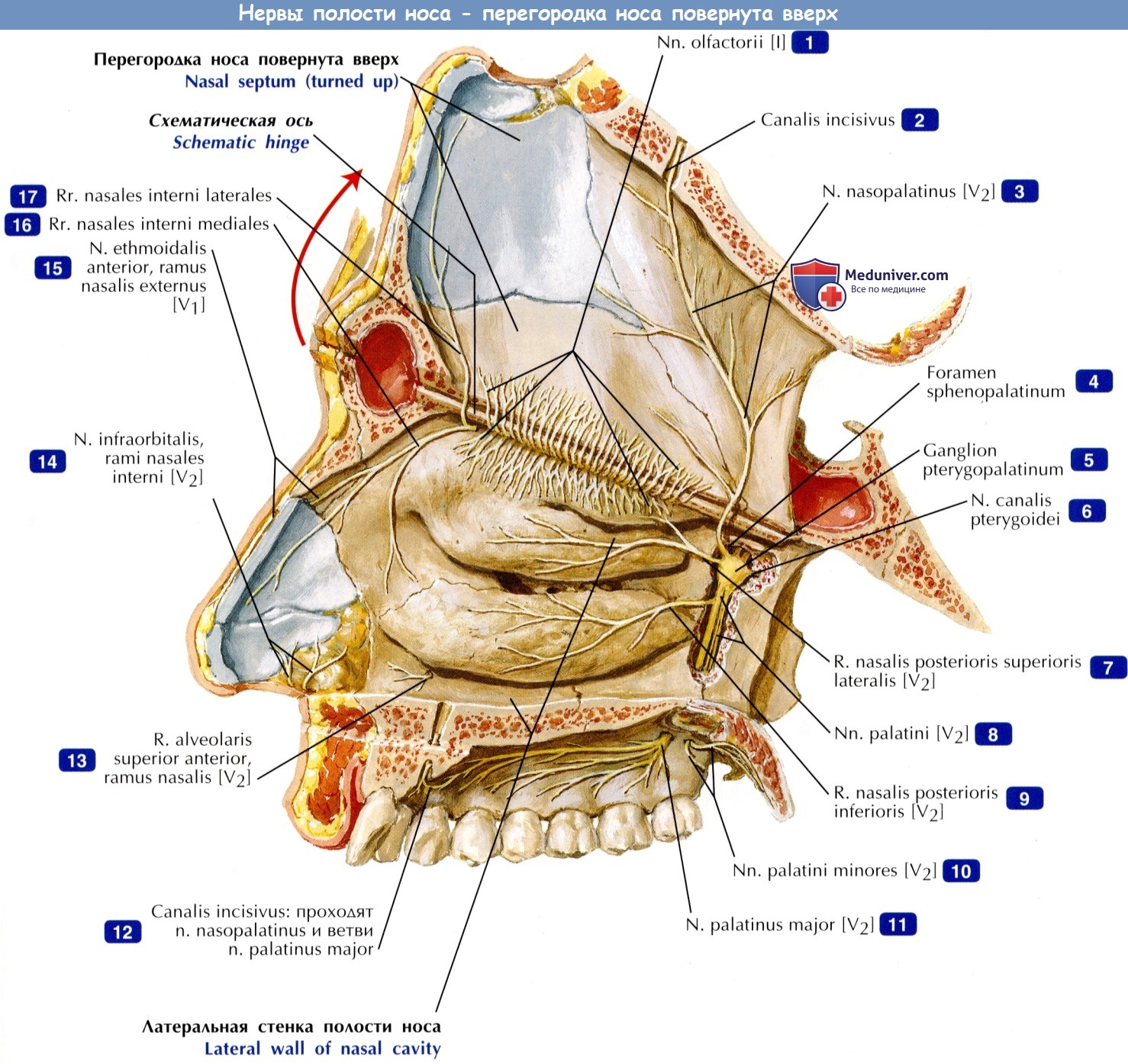 Нервы полости носа - по атласу анатомии
