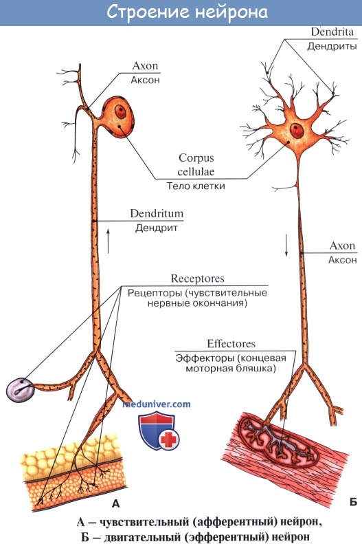 Анатомия: Неврология. Общие данные. Нейрон. Нейроцит. Синапс