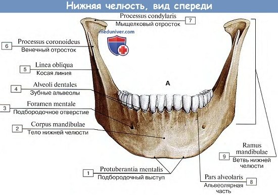Анатомия: Нижняя челюсть, вид спереди