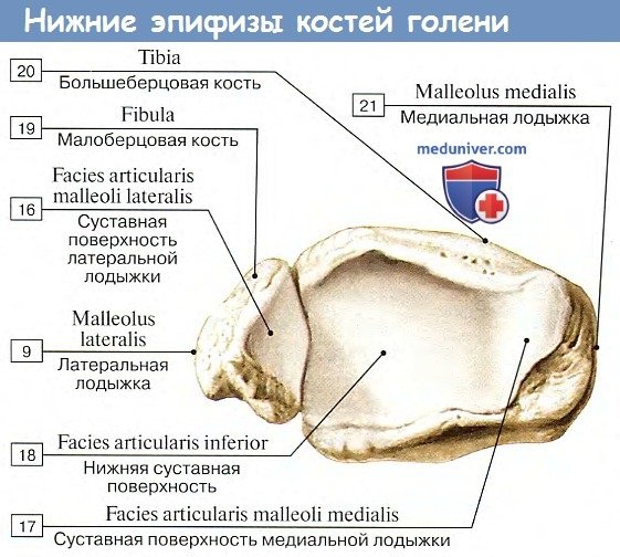 Анатомия: Нижние эпифизы костей голени - малоберцовой кости и большеберцовой кости