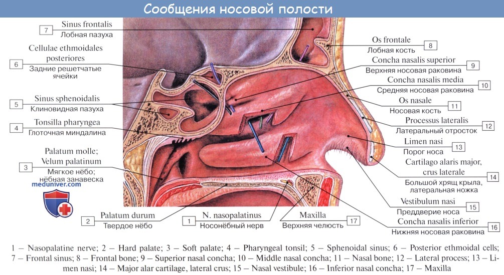 Обонятельная область носа. Полость носа анатомия строение медунивер. Строение полости носа пазухи анатомия. Околоносовые пазухи средний носовой ход. Носовая полость строение анатомия латынь.
