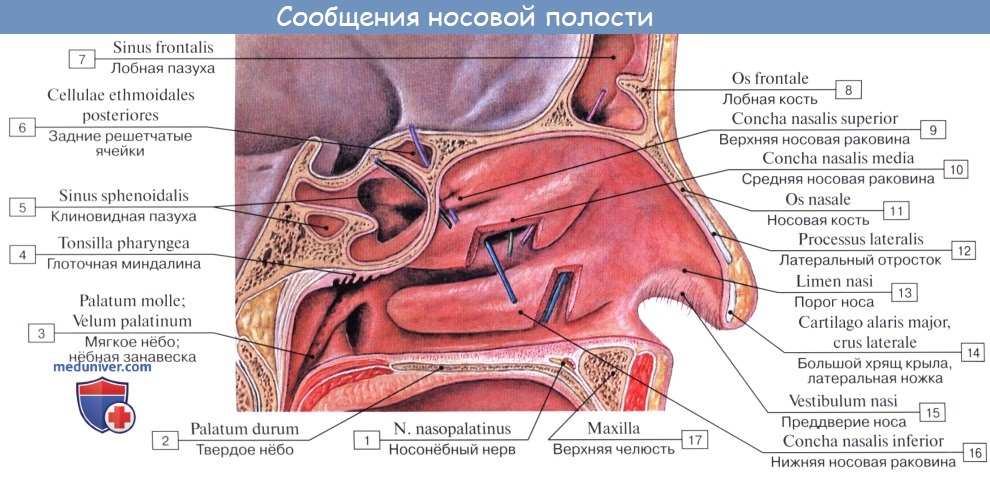 Анатомия человека: Полость носа. Слизистая полости носа. Зоны полости носа. Околоносовые пазухи
