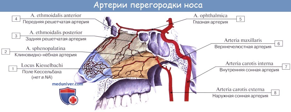 Анатомия человека: Кровоснабжение и иннервация полости носа