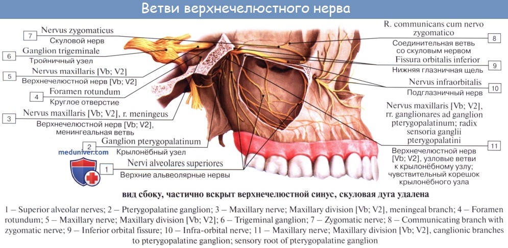 Анатомия человека: Кровоснабжение и иннервация полости носа