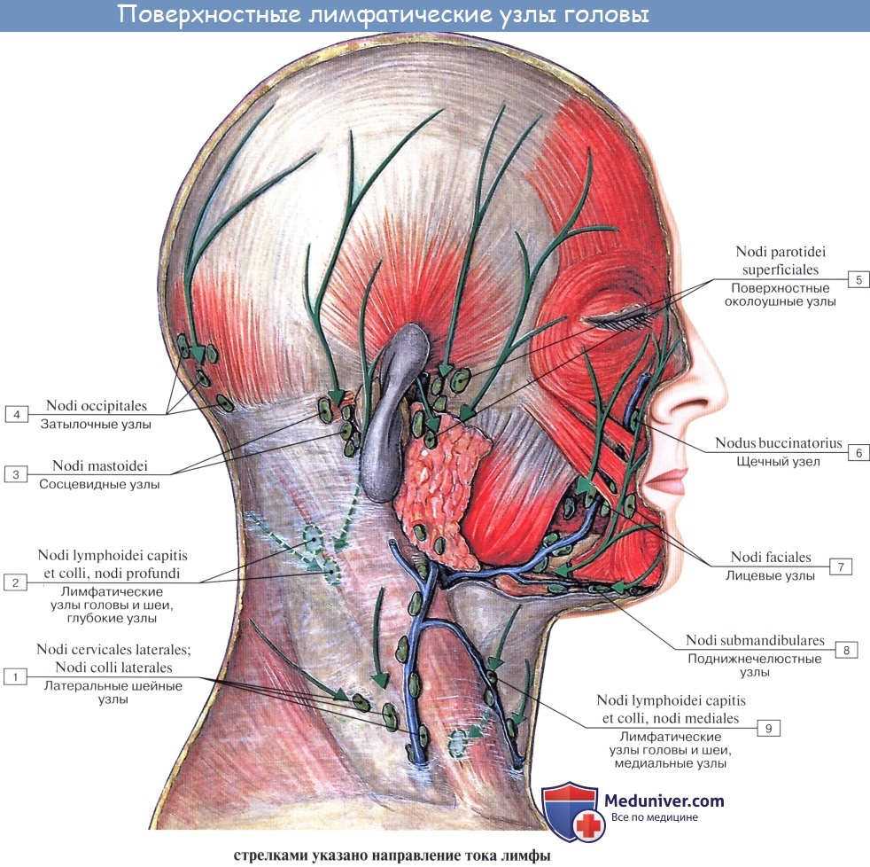 Анатомия человека: Лимфатический отток от полости носа