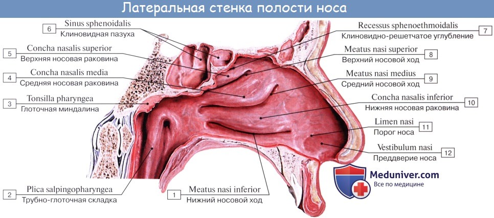Анатомия человека: Полость носа. Слизистая полости носа. Зоны полости носа. Околоносовые пазухи