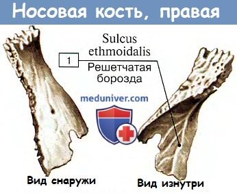 Анатомия: Носовая кость.