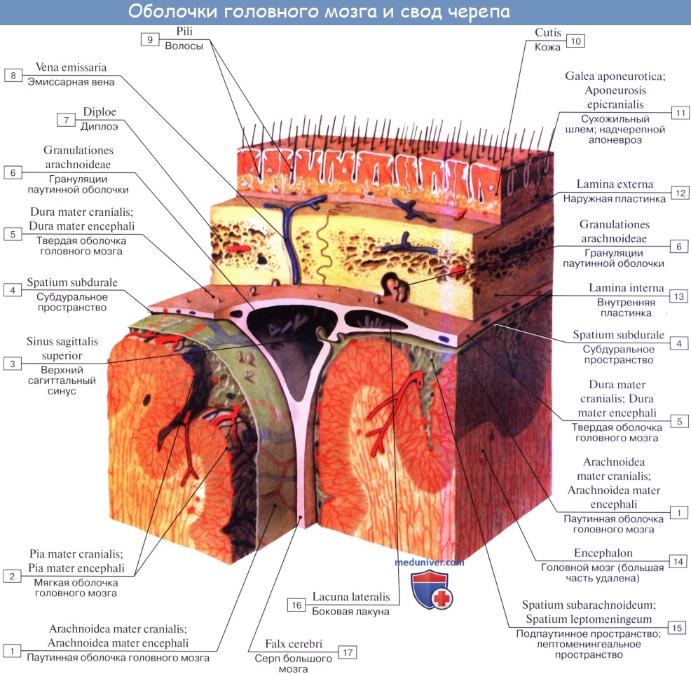 Анатомия: Оболочки головного мозга. Твердая оболочка, dura mater encephali