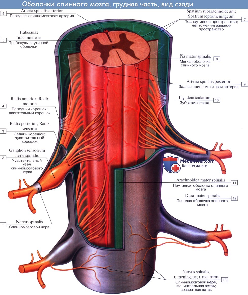Анатомия: Оболочки спинного мозга. Твердая оболочка, паутинная оболочка, мягкая оболочка спинного мозга