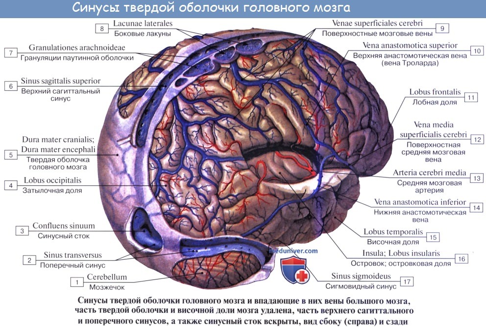 Анатомия: Оболочки головного мозга. Твердая оболочка, dura mater encephali