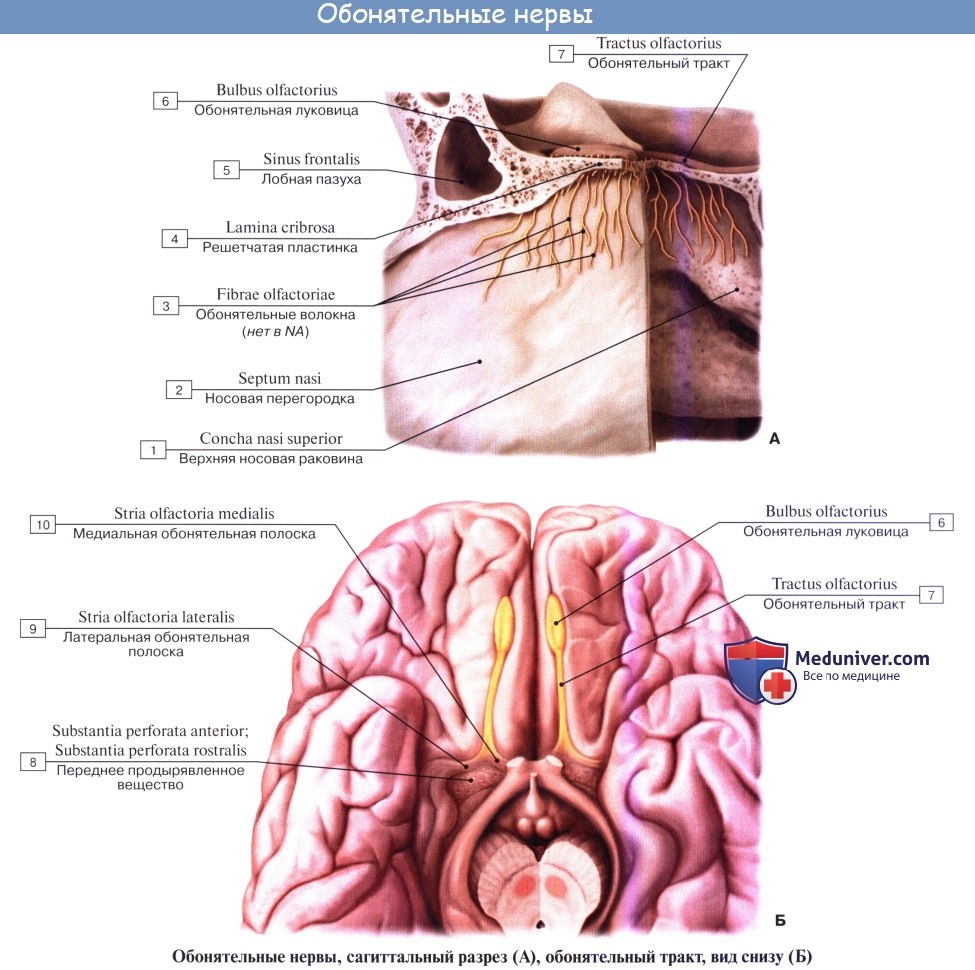 Анатомия: Обонятельные нервы (I пара, 1 пара, первая пара черепных нервов), nn. olfactorii