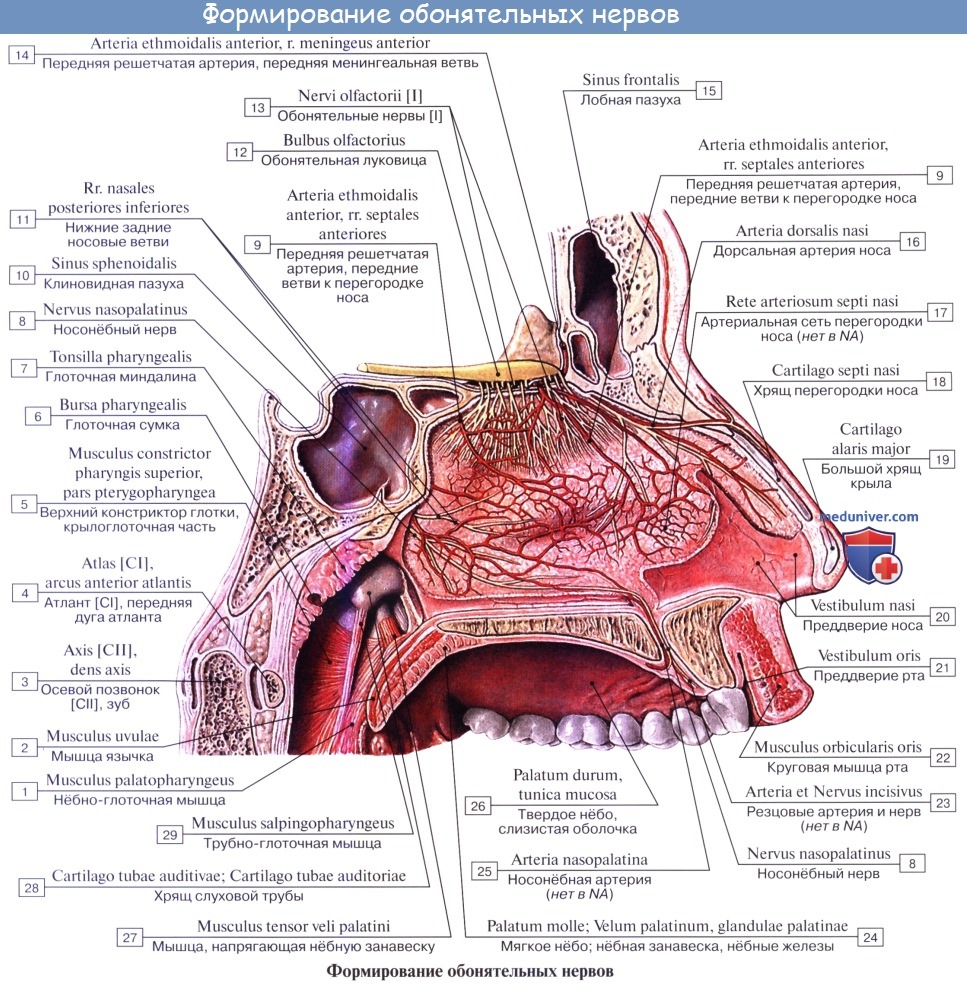 Анатомия: Обонятельные нервы (I пара, 1 пара, первая пара черепных нервов), nn. olfactorii