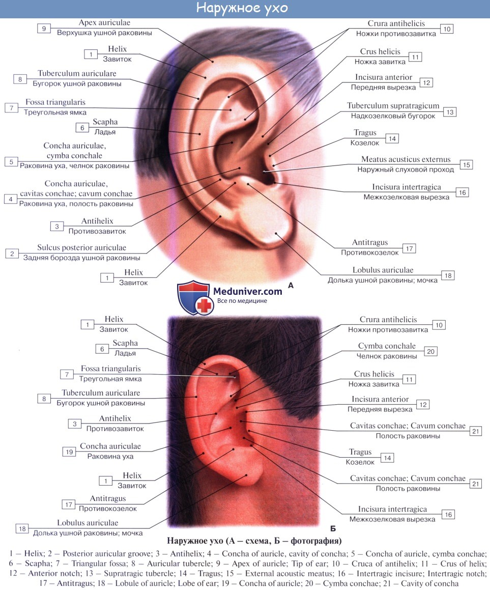 Внешняя ушная раковина. Строение внешнего уха анатомия. Козелок ушной раковины анатомия. Строение наружного уха анатомия латынь. Строение раковины уха.