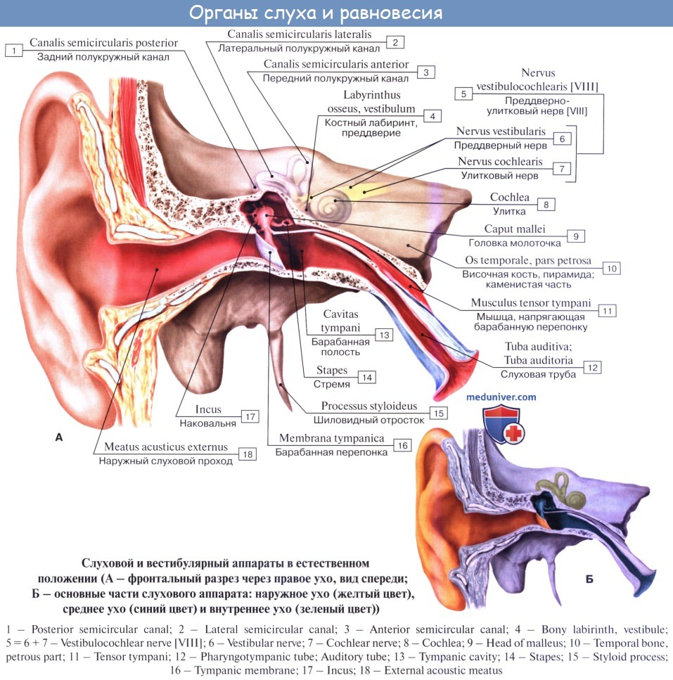 Ушные латынь. Анатомические структуры среднего уха. Строение уха анатомия латынь. Орган слуха анатомия наружный слуховой проход. Строение внутреннего слухового прохода.