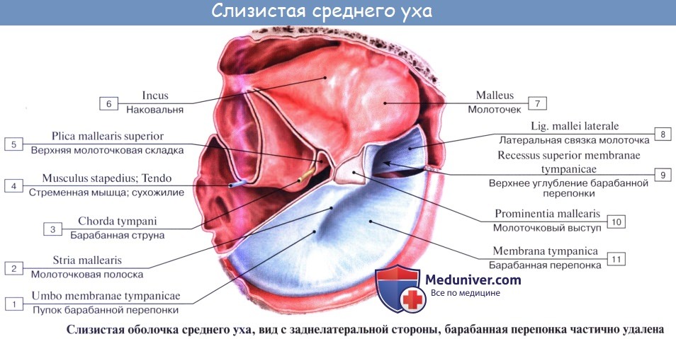 Анатомия: Среднее ухо, auris medi