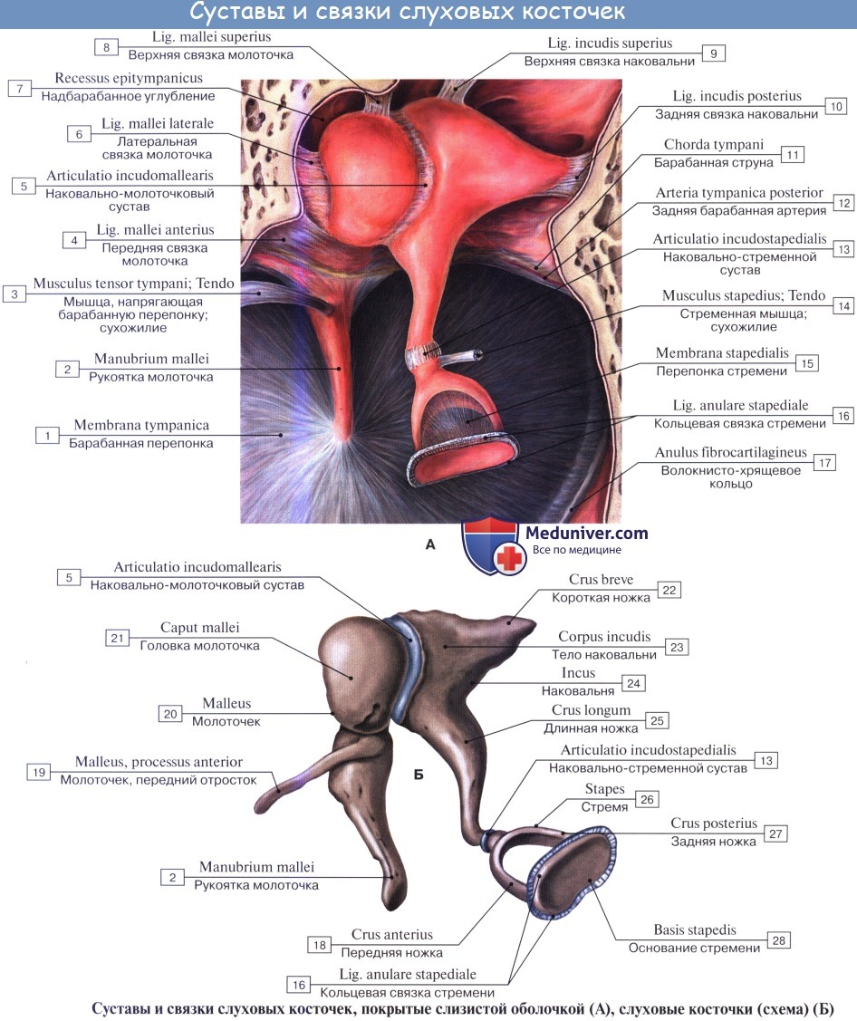 Анатомия: Среднее ухо, auris medi