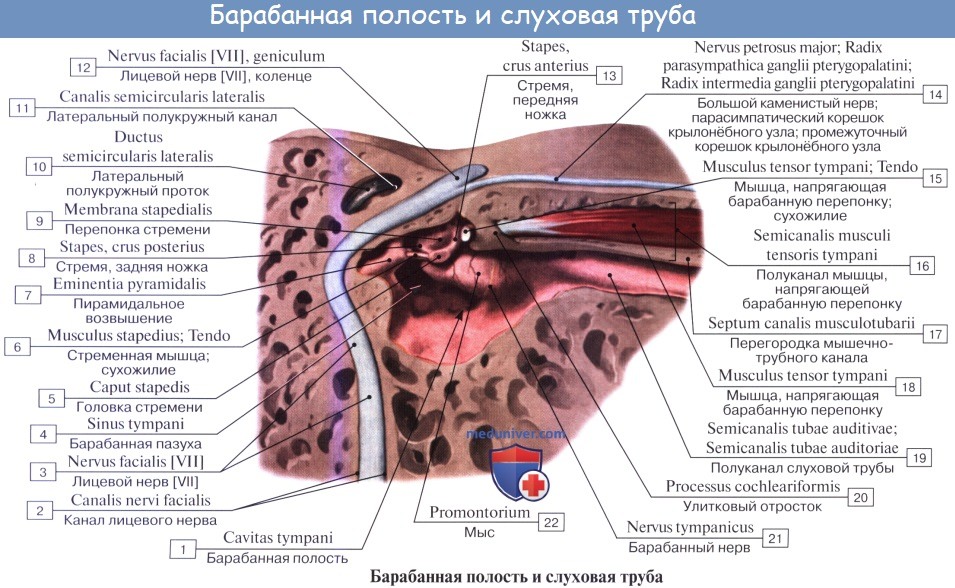 Анатомия: Барабанная перепонка, membrana tympani