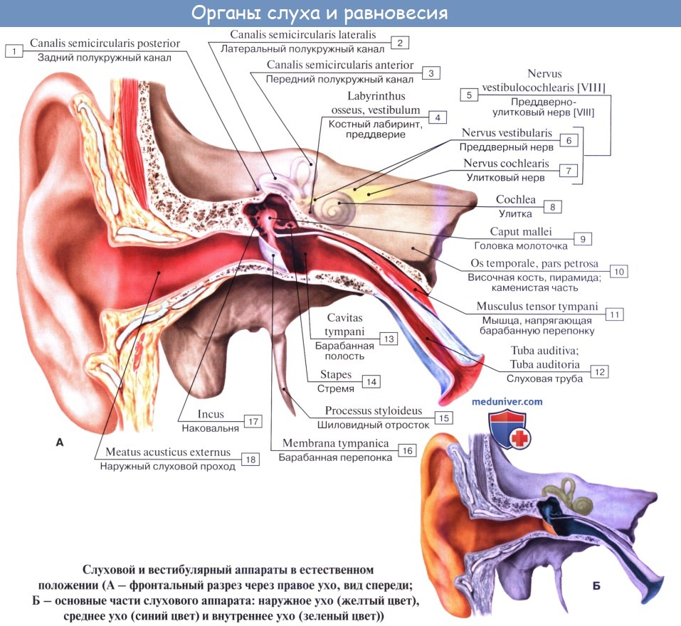 Анатомия: Наружное ухо, auris externa. Ушная раковина, auricula. Наружный слуховой проход, meatus асusticus externus