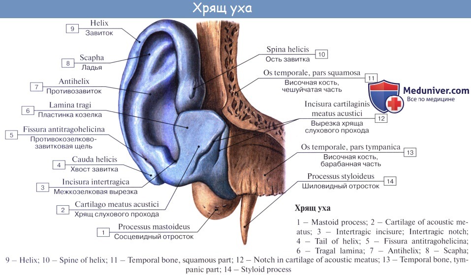 Внешняя ушная раковина. Ушная раковина анатомия латынь. Наружное ухо анатомия латынь. Строение ушной раковины анатомия латынь. Строение наружного уха анатомия латынь.