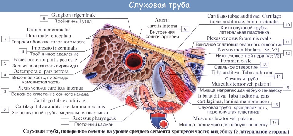 Анатомия: Барабанная перепонка, membrana tympani