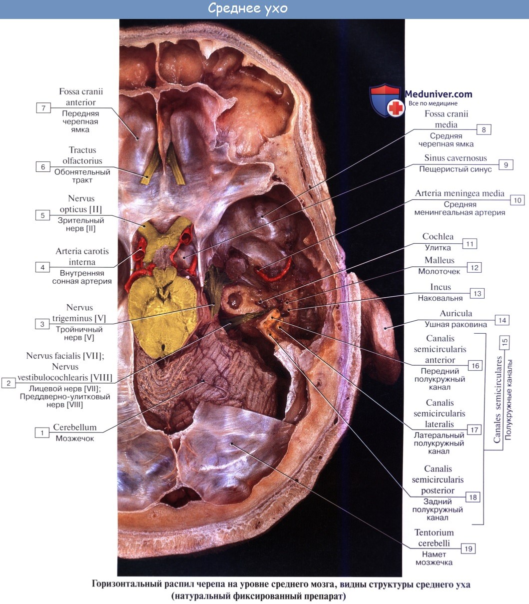 Анатомия: Внутреннее ухо, лабиринт