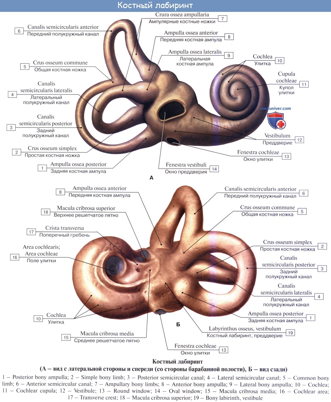 Канал улитки внутреннего уха. Полукружные каналы внутреннего уха анатомия. Костный Лабиринт полукружные каналы ножки. Полукружные каналы внутреннего уха латынь. Улитка преддверие полукружные каналы.