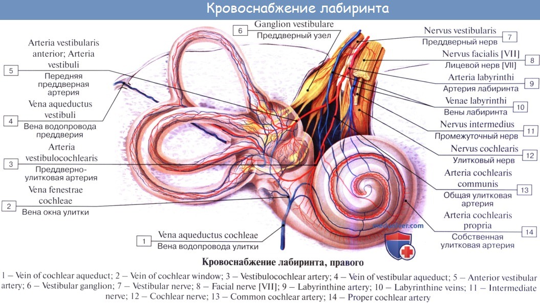 Улитка и слуховой нерв. Кровоснабжение и иннервация внутреннего уха. Кровоснабжение улитки внутреннего уха. Кровоснабжение внутреннего уха анатомия. Топографическая анатомия внутреннего уха.