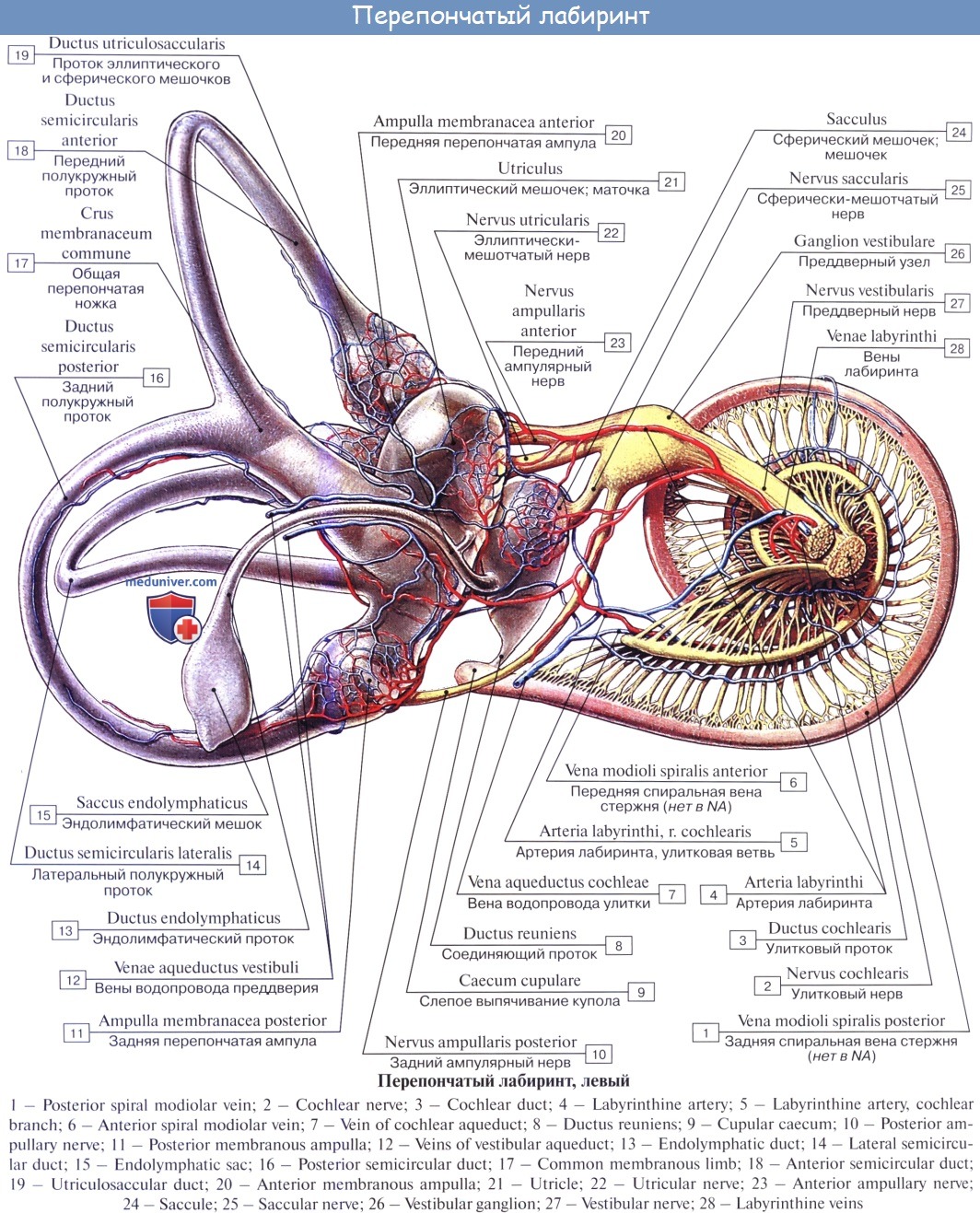 Улитка и слуховой нерв. Перепончатый Лабиринт улитки анатомия. Костный Лабиринт внутреннего уха (улитка). Костный и перепончатый Лабиринт уха. Перепончатый Лабиринт ухо анатомия.