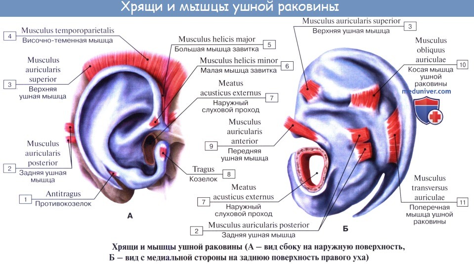 Анатомия: Наружное ухо, auris externa. Ушная раковина, auricula. Наружный слуховой проход, meatus асusticus externus