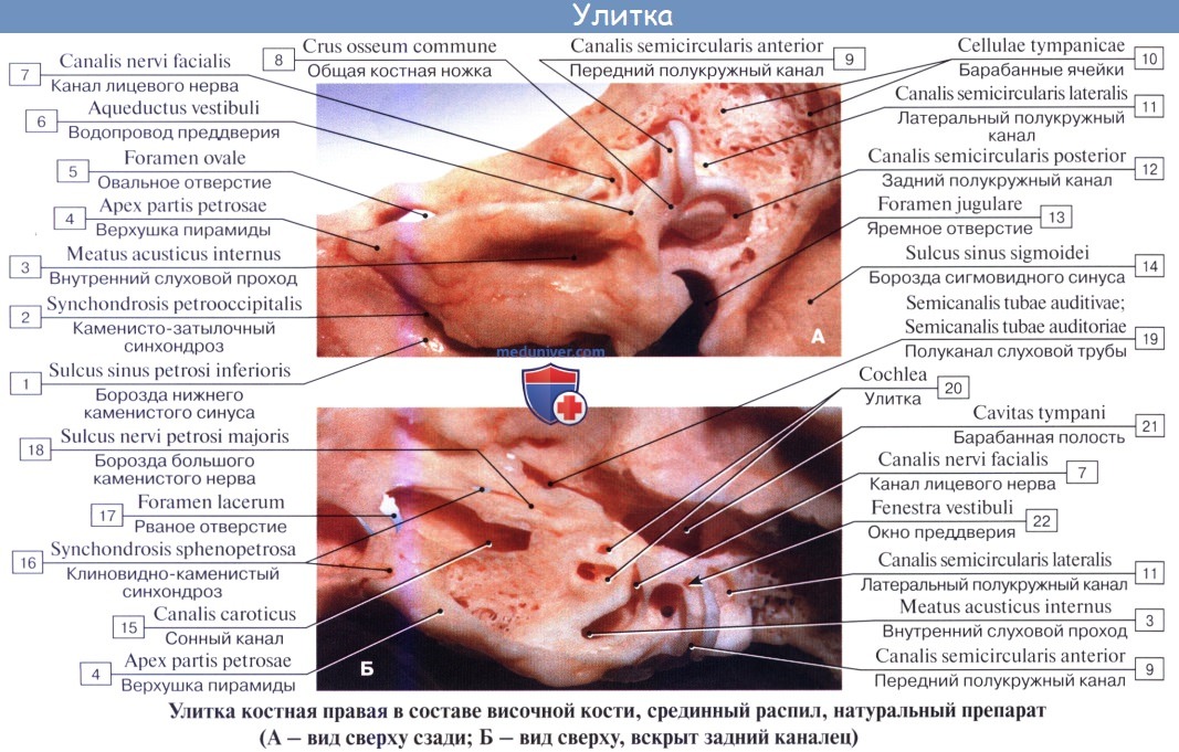 Анатомия: Внутреннее ухо, лабиринт