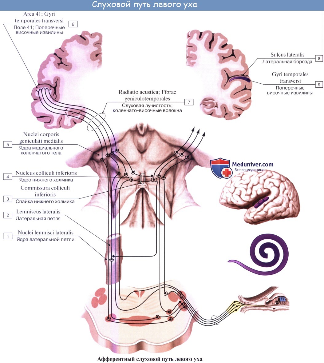 Анатомия: Проводящий путь слухового анализатора. Проводящий путь cлуха